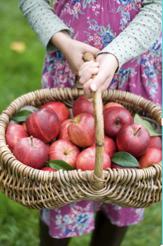 apple_basket